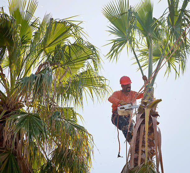 Best Affordable Tree Service  in Listoga, CA